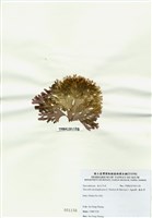 藏品(海木耳)的圖片